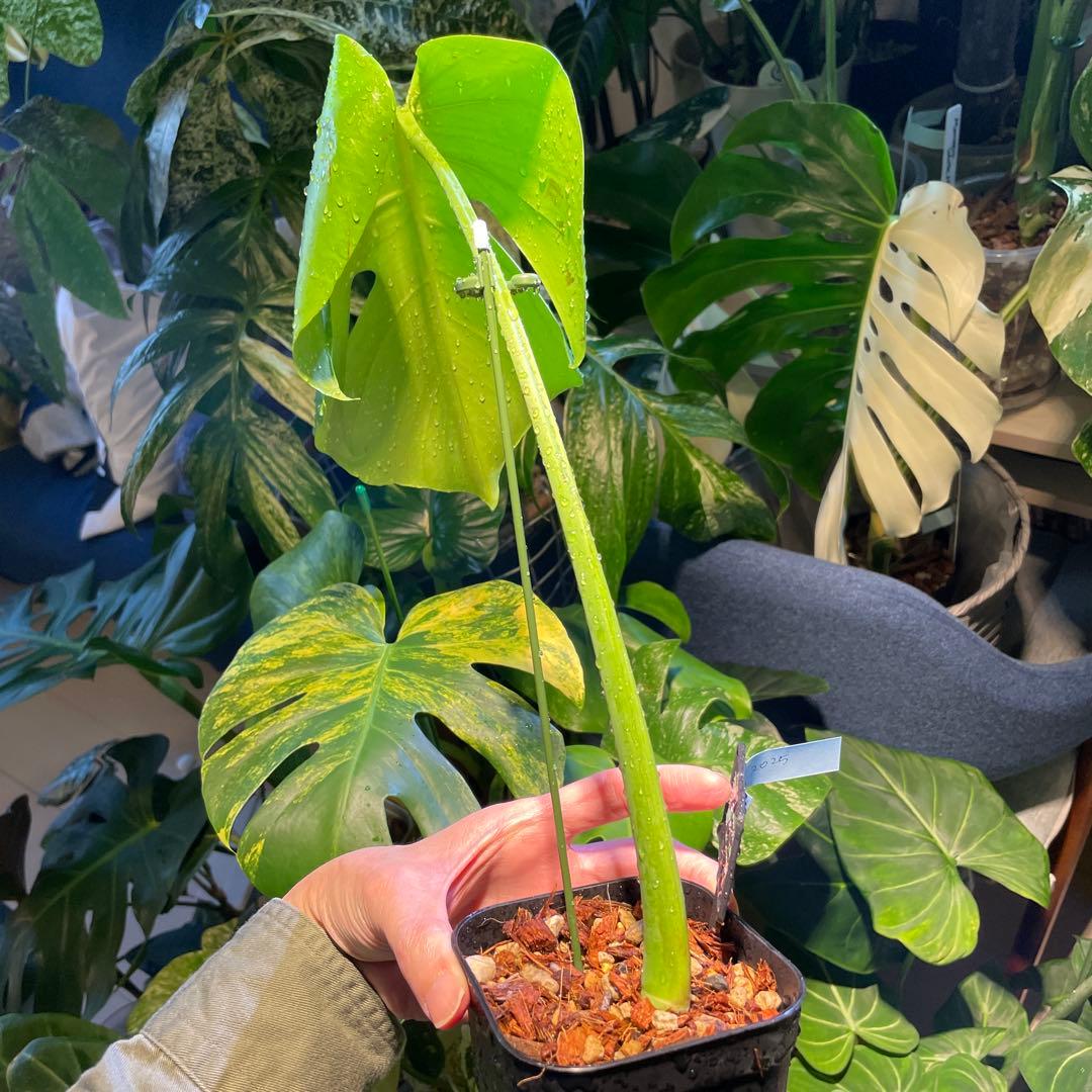 モンステライエロームーン 4号