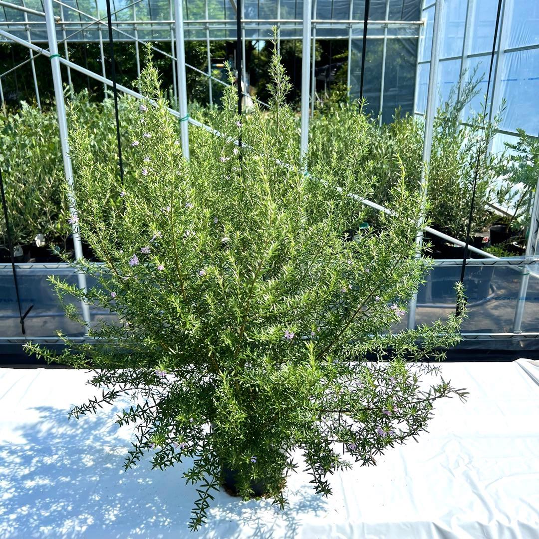 【ホ】ウエストリンギア1本、ブラックティーツリー140㎝前後1本　合計2本