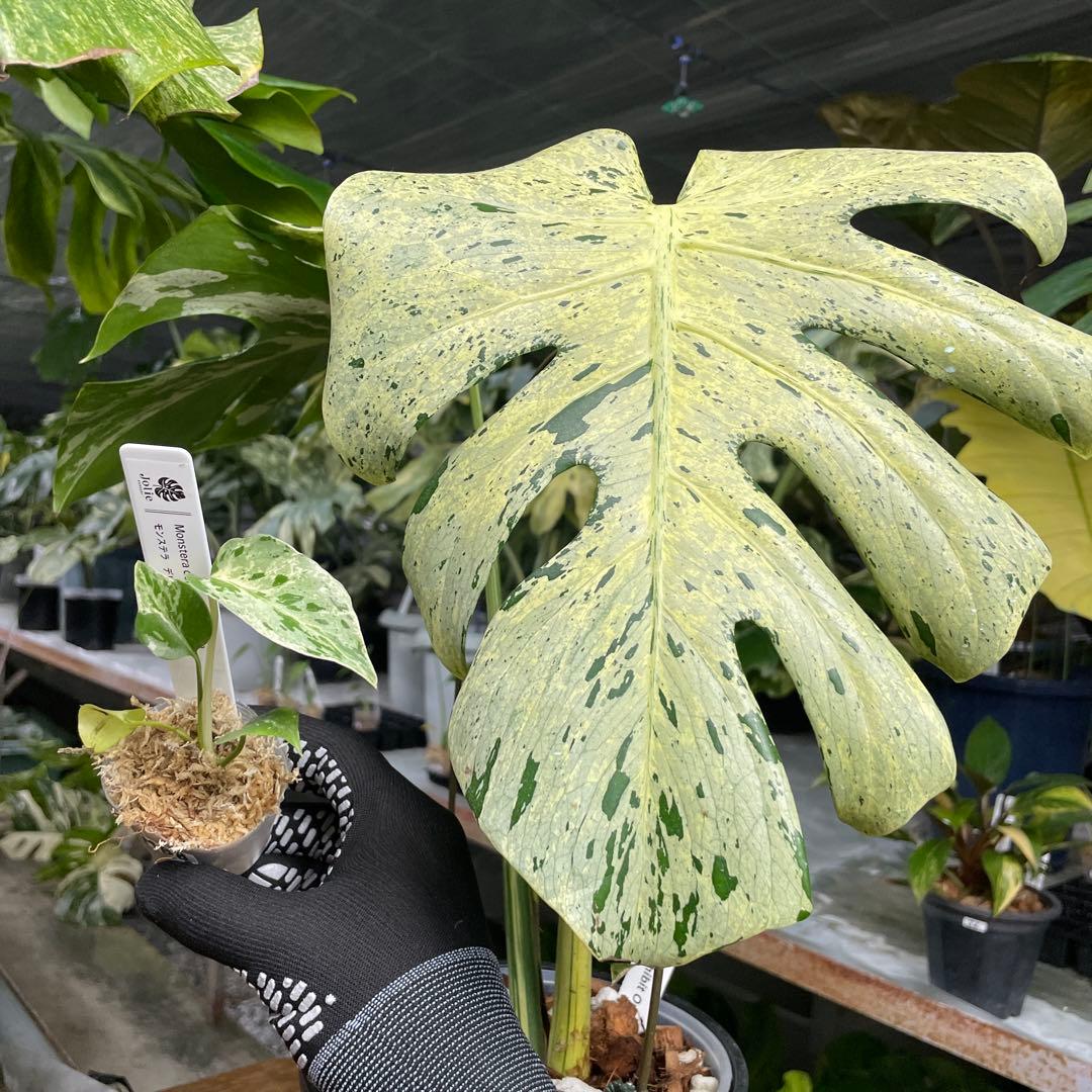 MB8モンステラ　デリシオーサ　ベトシオーサ　2寸ポリポット　ネコポス発送