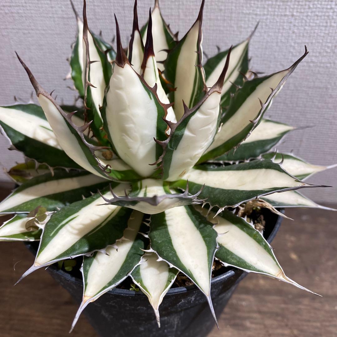 アガベ　ホリダ白中斑入　極上ラスト