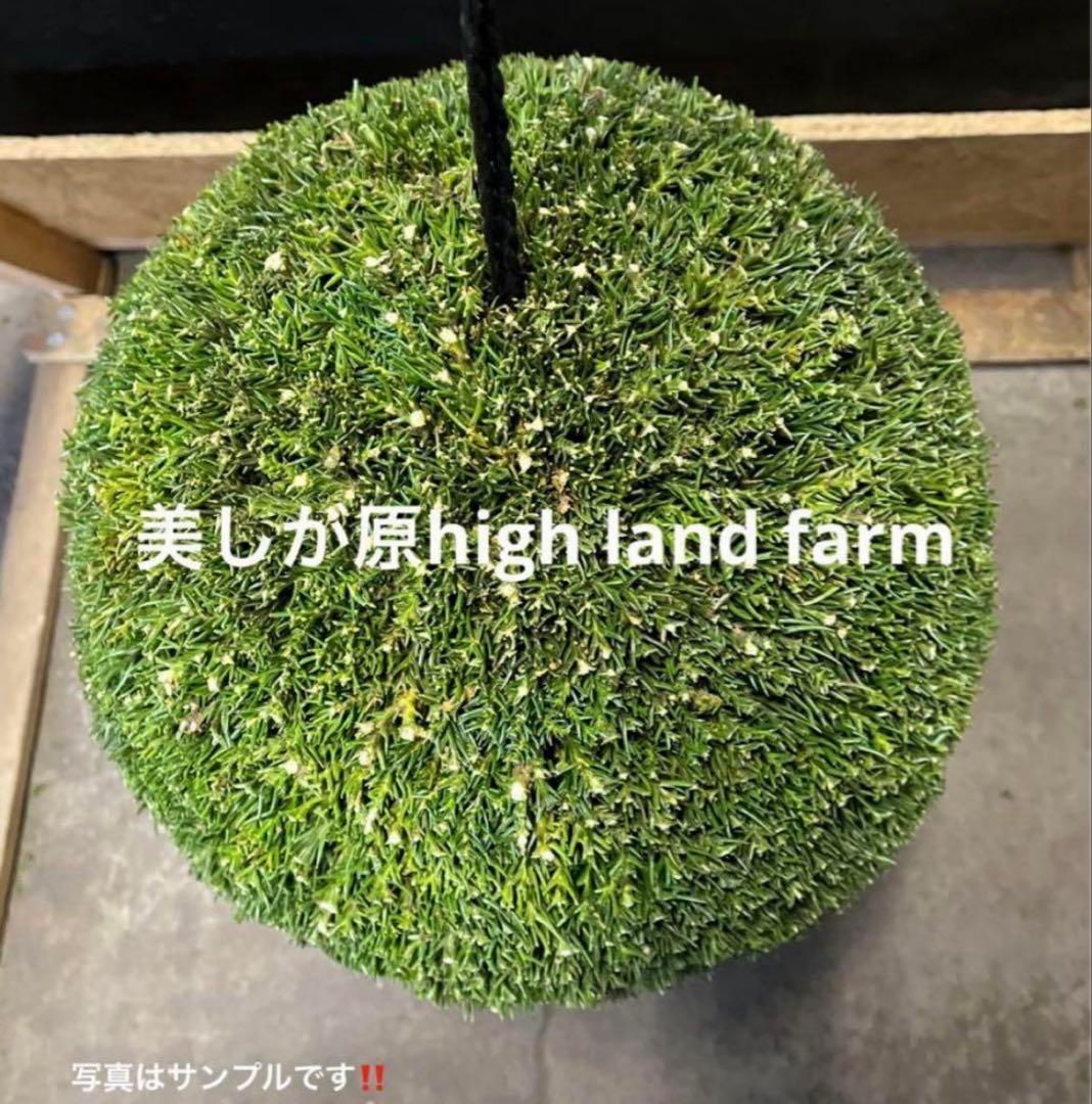 杉玉　約40センチ屋根付き‼️お客様ご注文品♪