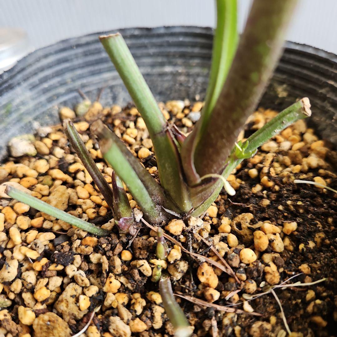 ㉖-284クリスマスローズ