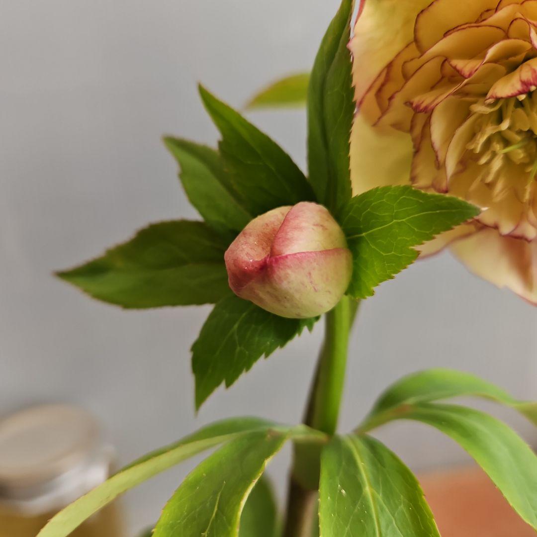 ㉖-284クリスマスローズ