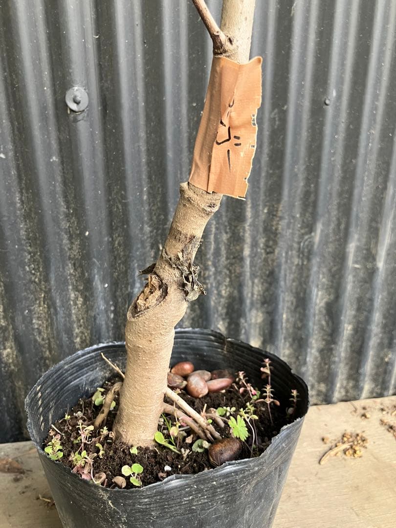 接木　ポポー　マンゴー　苗木