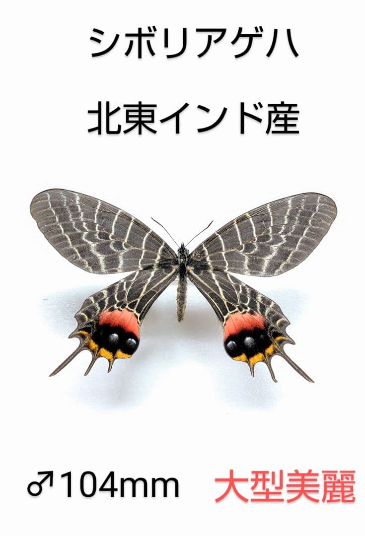 シボリアゲハ ♂標本★北東インド産★大型美麗個体★この産地この状態少♂104mm