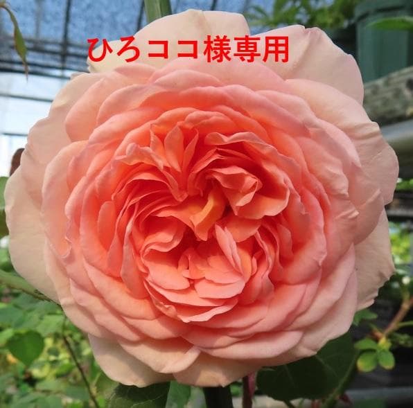 バラ苗　接ぎ木苗　2点セット