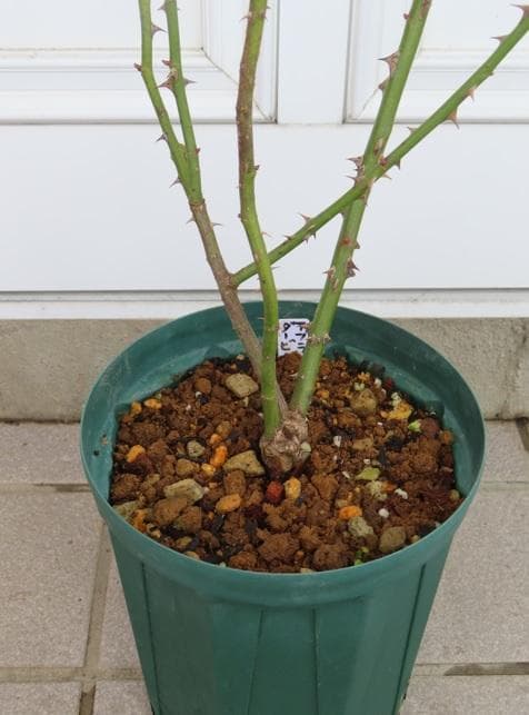 バラ苗　接ぎ木苗　2点セット