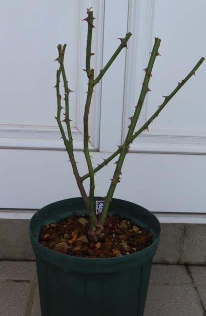 バラ苗　接ぎ木苗　2点セット