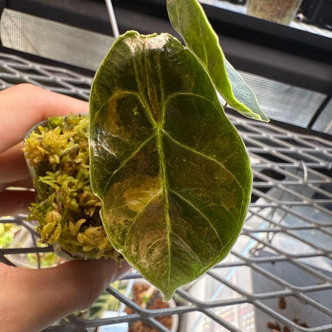 (*@様 希少 アロカシア アズラニー オーレア