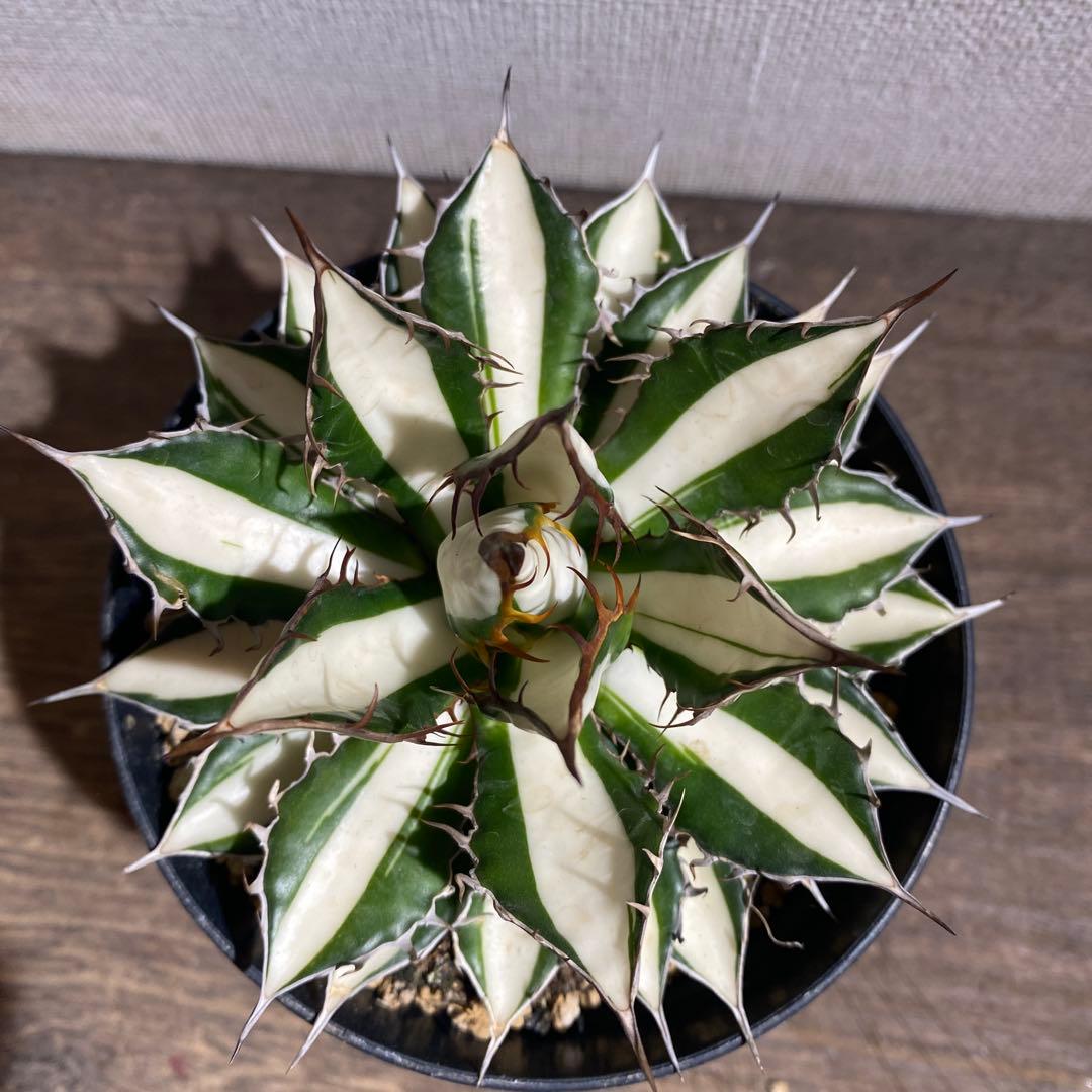 アガベ　ホリダ　白中斑　極上ラスト