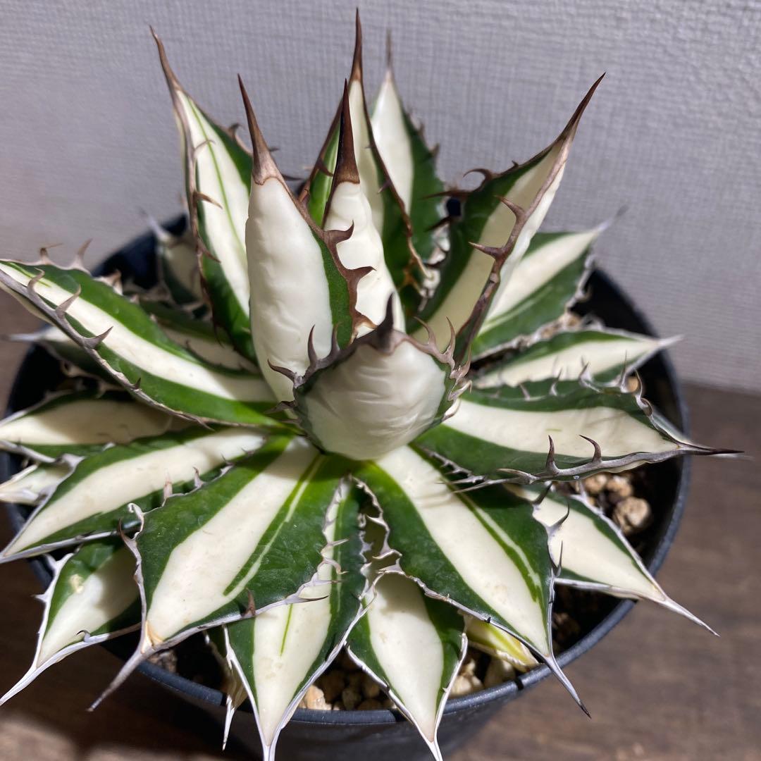 アガベ　ホリダ　白中斑　極上ラスト