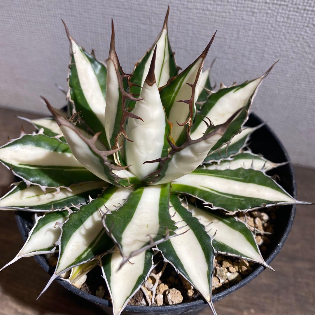 アガベ　ホリダ　白中斑　極上ラスト