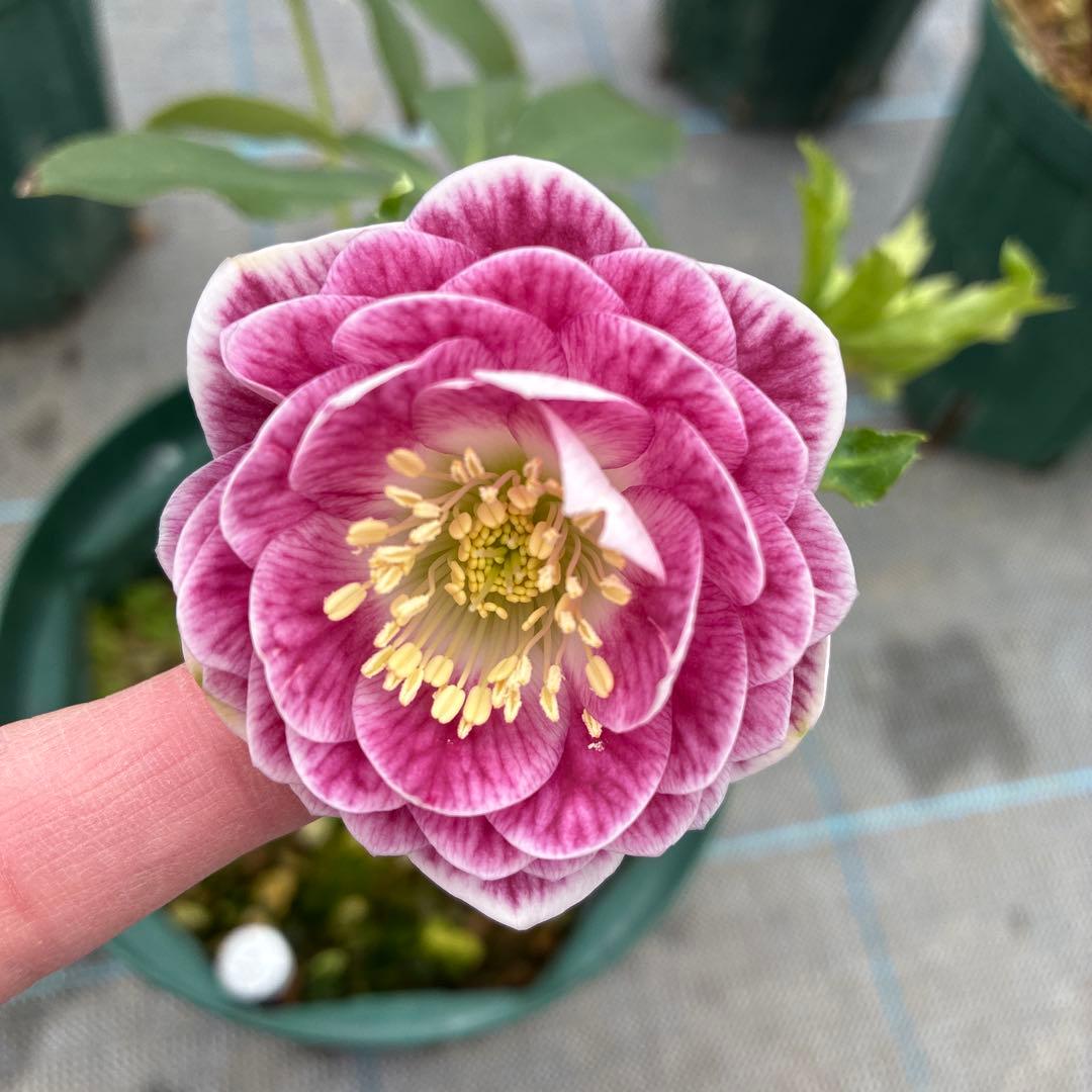 クリスマスローズ　シャガール　加藤農園　6寸　整形　綺麗