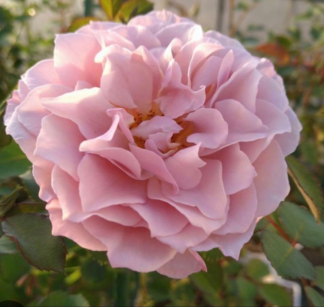 バラ苗　購入前にコメント￼