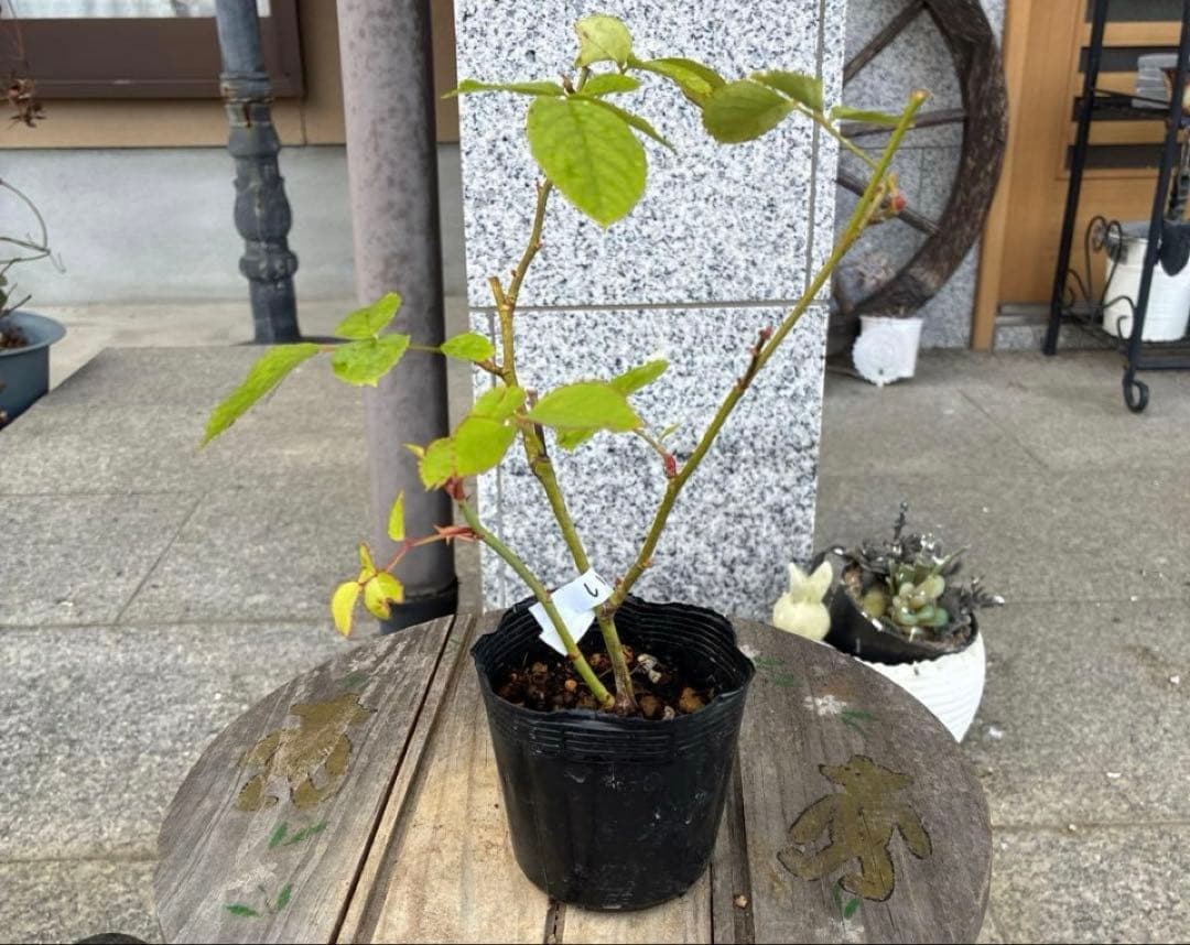 バラ苗　購入前にコメント￼