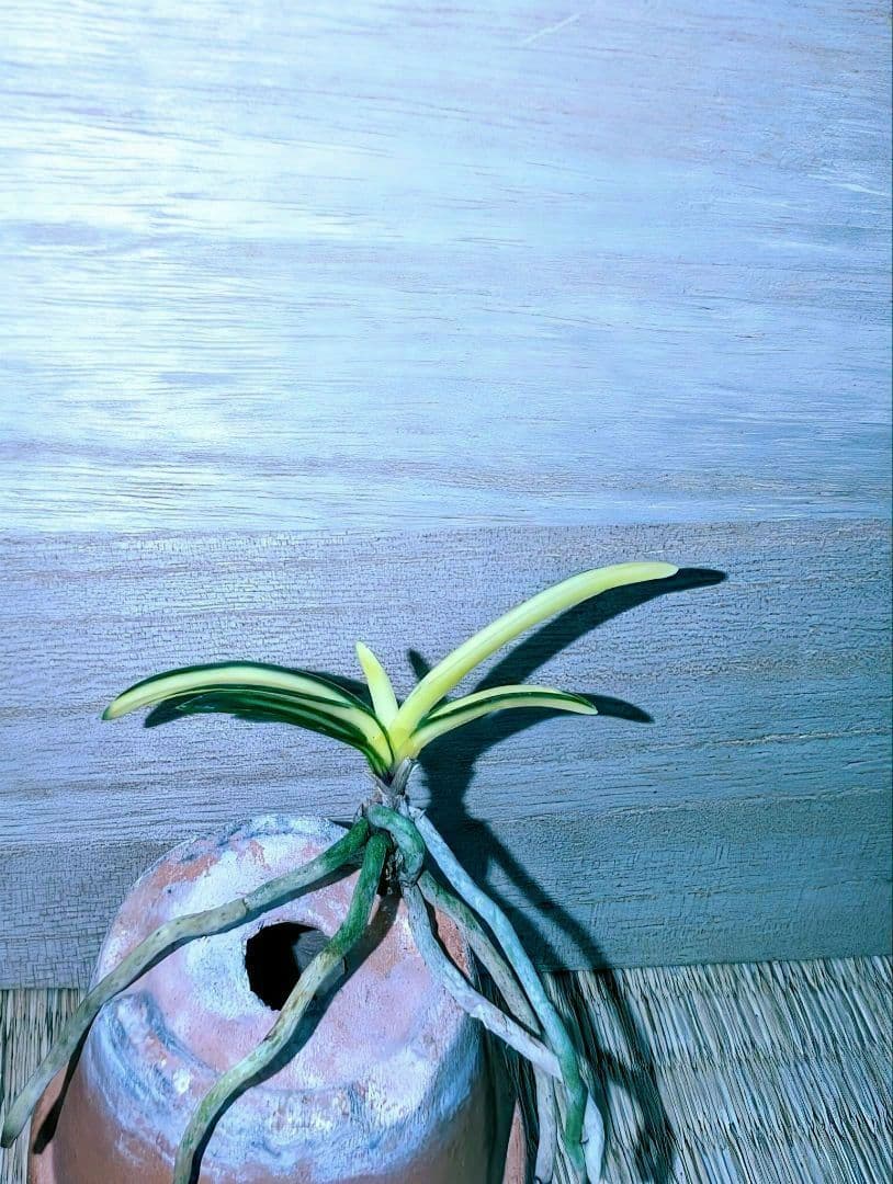 [年末大感謝祭東京土産編激安!!]富貴蘭　真砂系白牡丹