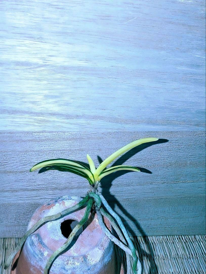 [年末大感謝祭東京土産編激安!!]富貴蘭　真砂系白牡丹