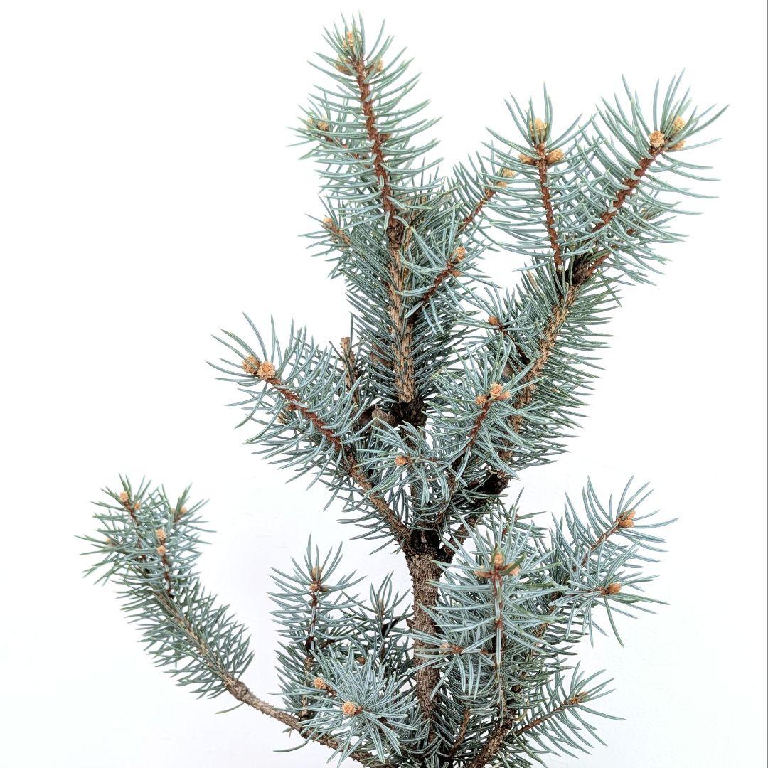 プンゲンストウヒ　Iseli Fastigiata クリスマスツリー 型　苗