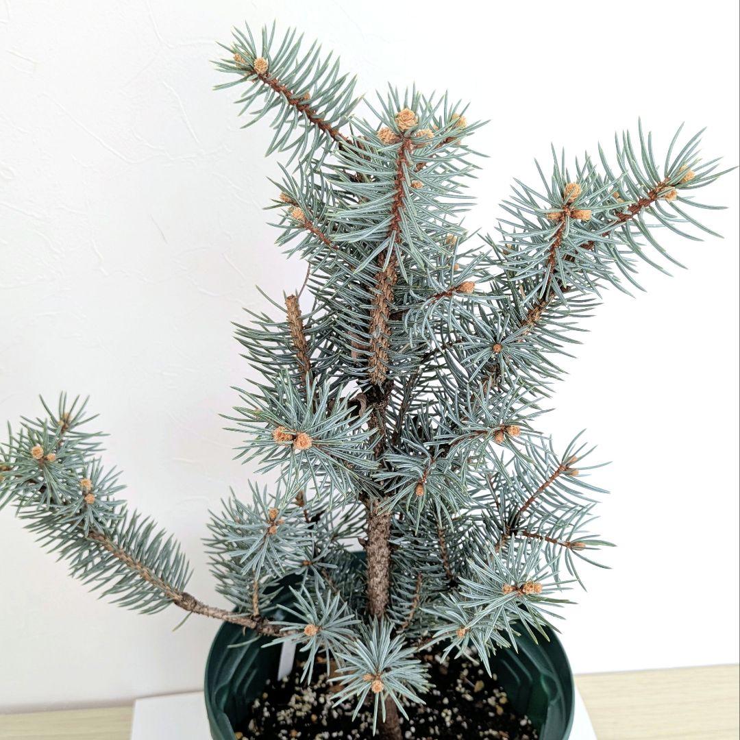 プンゲンストウヒ　Iseli Fastigiata クリスマスツリー 型　苗