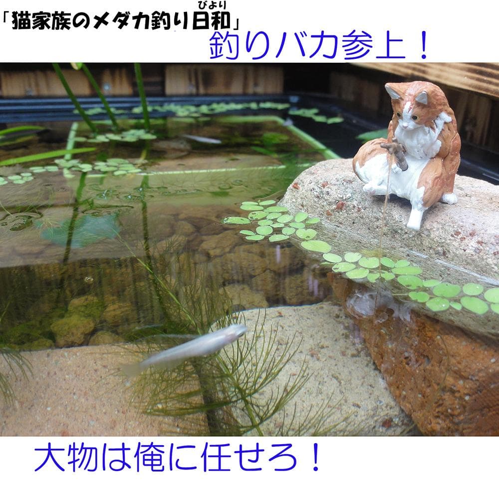 高さの有るビオトープ 80L　トロ舟＆木枠セット（3D防鳥網付き・棚付き）