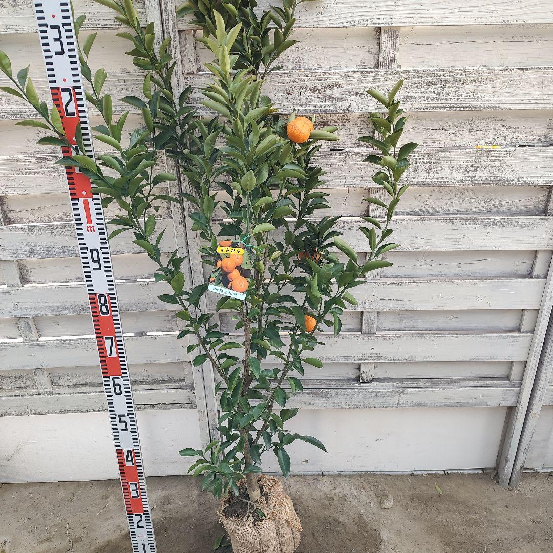 無核紀州 種無し小みかん 3年生 実つき 大苗