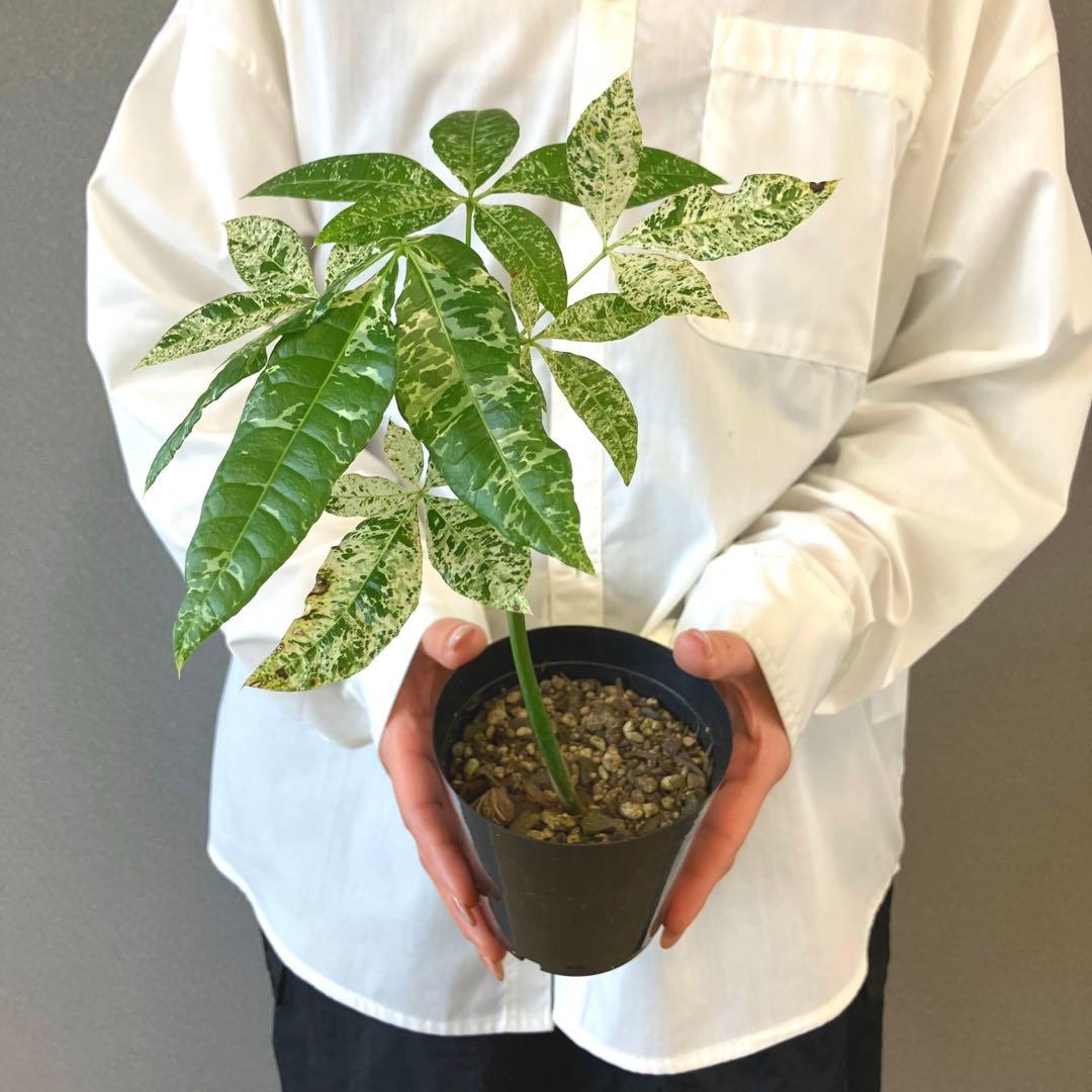 超希少❗️国産❗️パキラ　ミルキーウェイ　実生✨