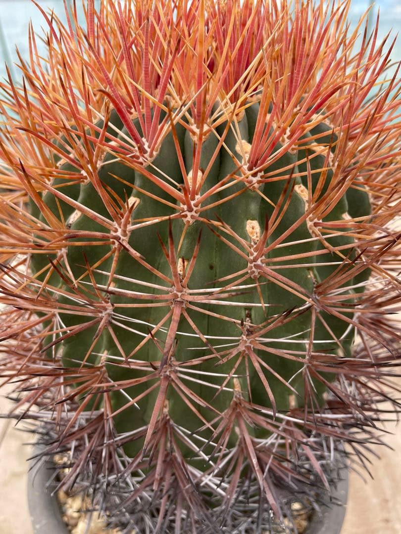 サボテン フェロカクタス 貴重 赤棘金冠竜 ハイブリッド 古株 巨大株