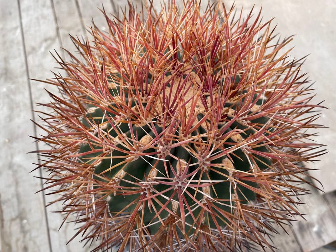 サボテン フェロカクタス 貴重 赤棘金冠竜 ハイブリッド 古株 巨大株