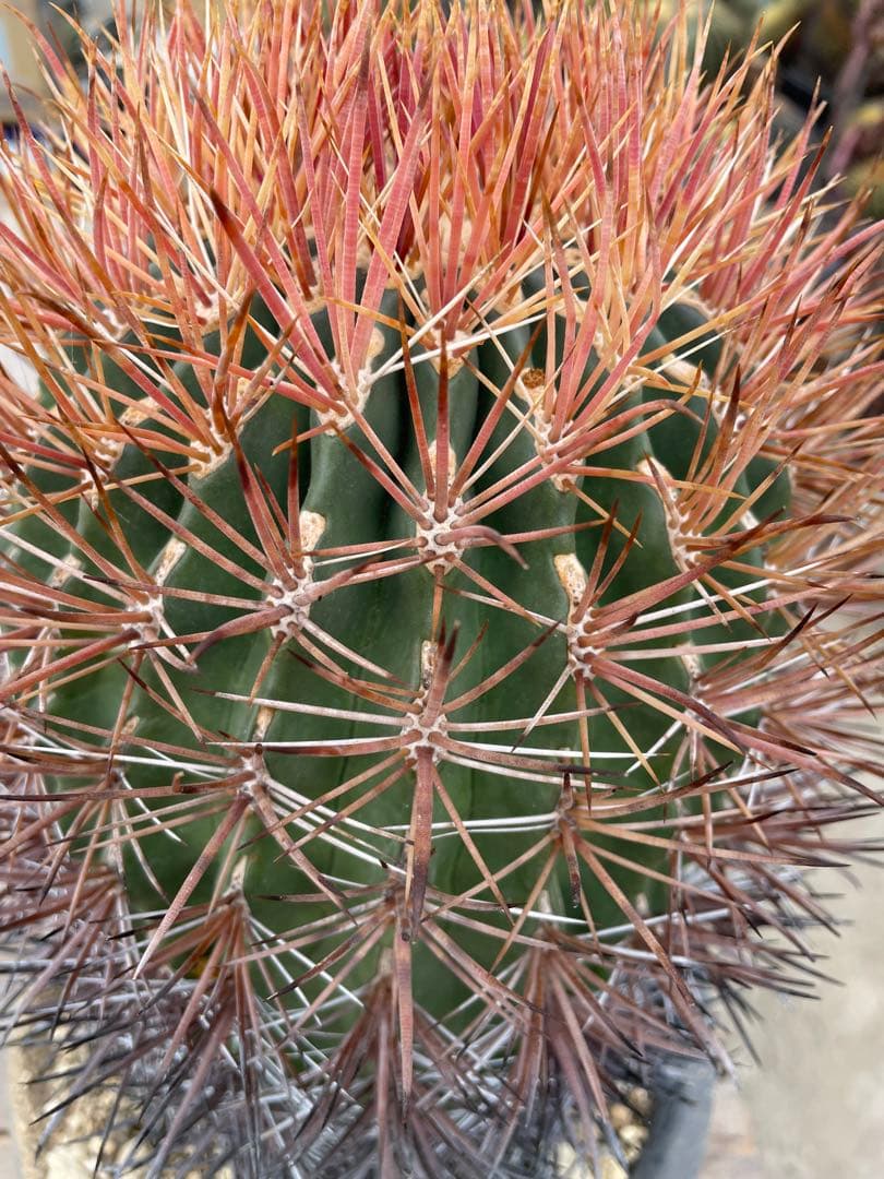 サボテン フェロカクタス 貴重 赤棘金冠竜 ハイブリッド 古株 巨大株
