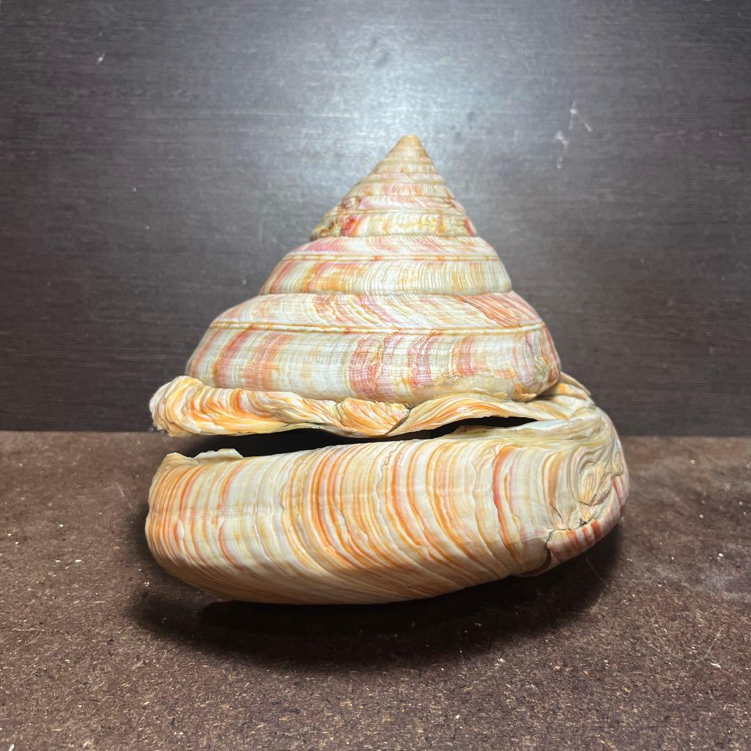 ケ*キ様 激レア　美品　東シナ海産　リュウグウオキナエビス