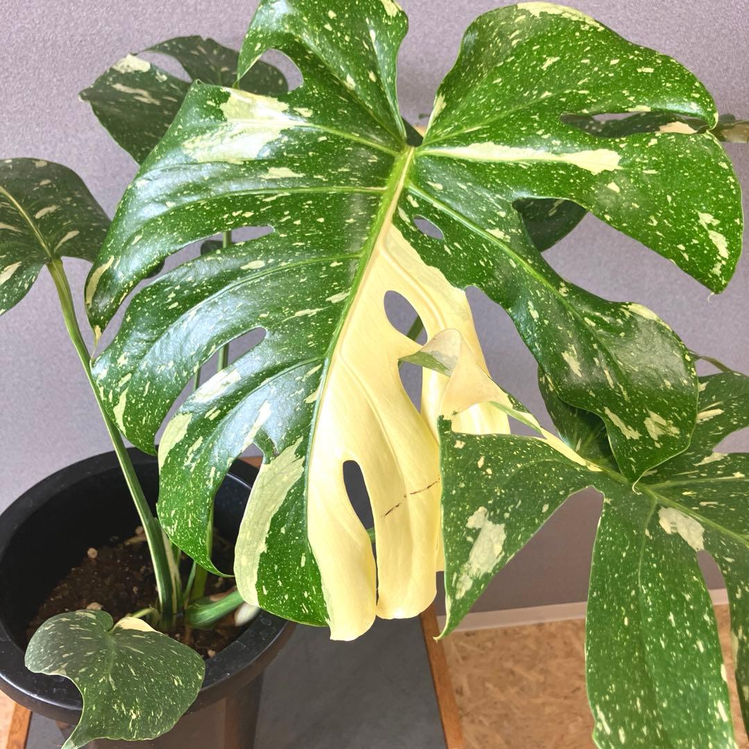 超希少❗️特大❗️モンステラ　タイコンステレーション✨