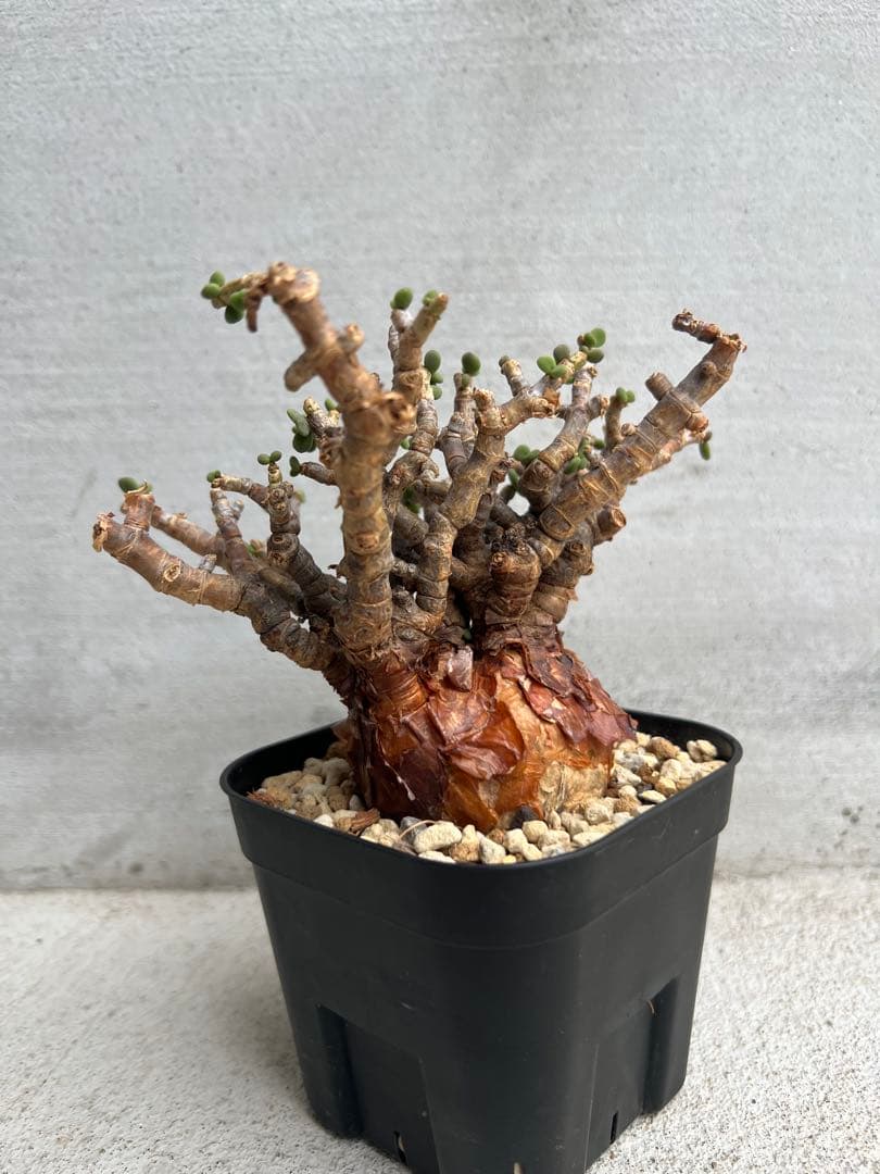 発根済　ケラリアピグマエア 11