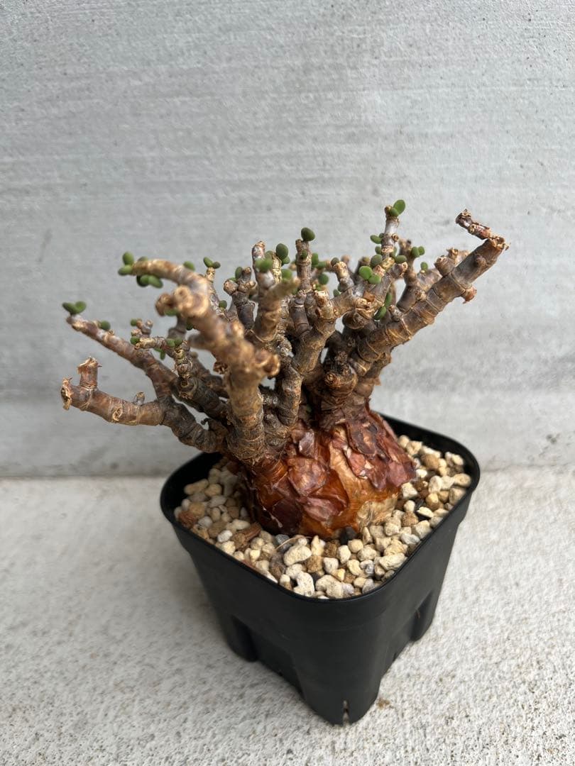 発根済　ケラリアピグマエア 11