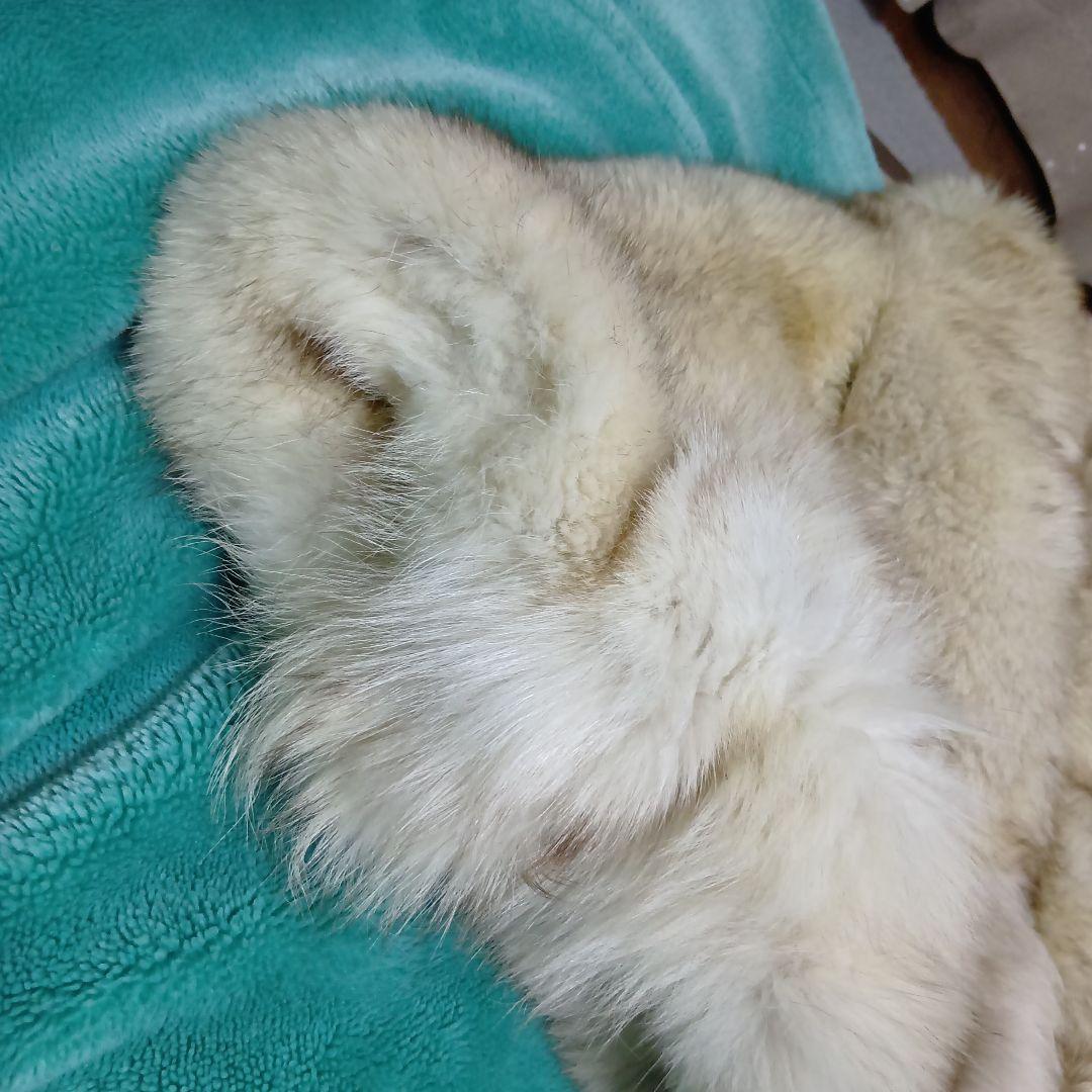 ブルーフォックス　ショートコート