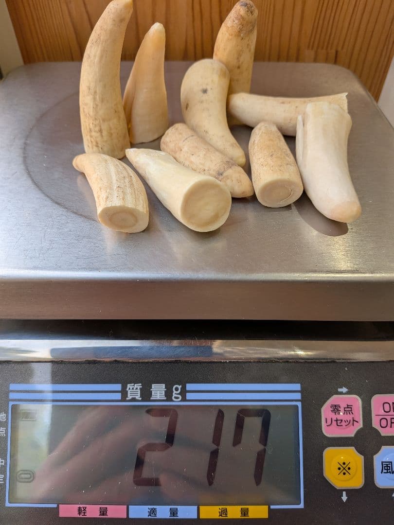 マッコウ鯨歯　本物　小さい歯10個セット