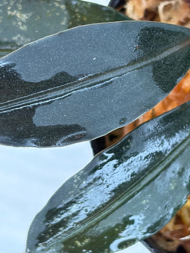 紫*ン様 ⭐︎ブセファランドラ モトレィアーナ黒青赤軸絶品個体①パダワン　根伏せ