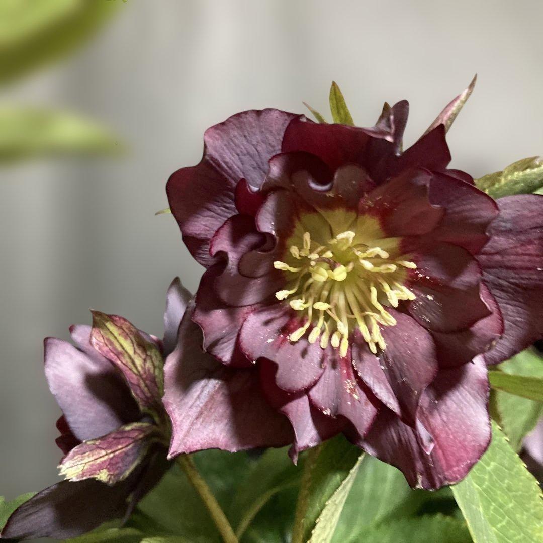 クリスマスローズ雅 八重咲き 紫