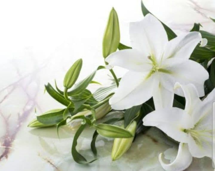 ami　ガウディスキン2点セット