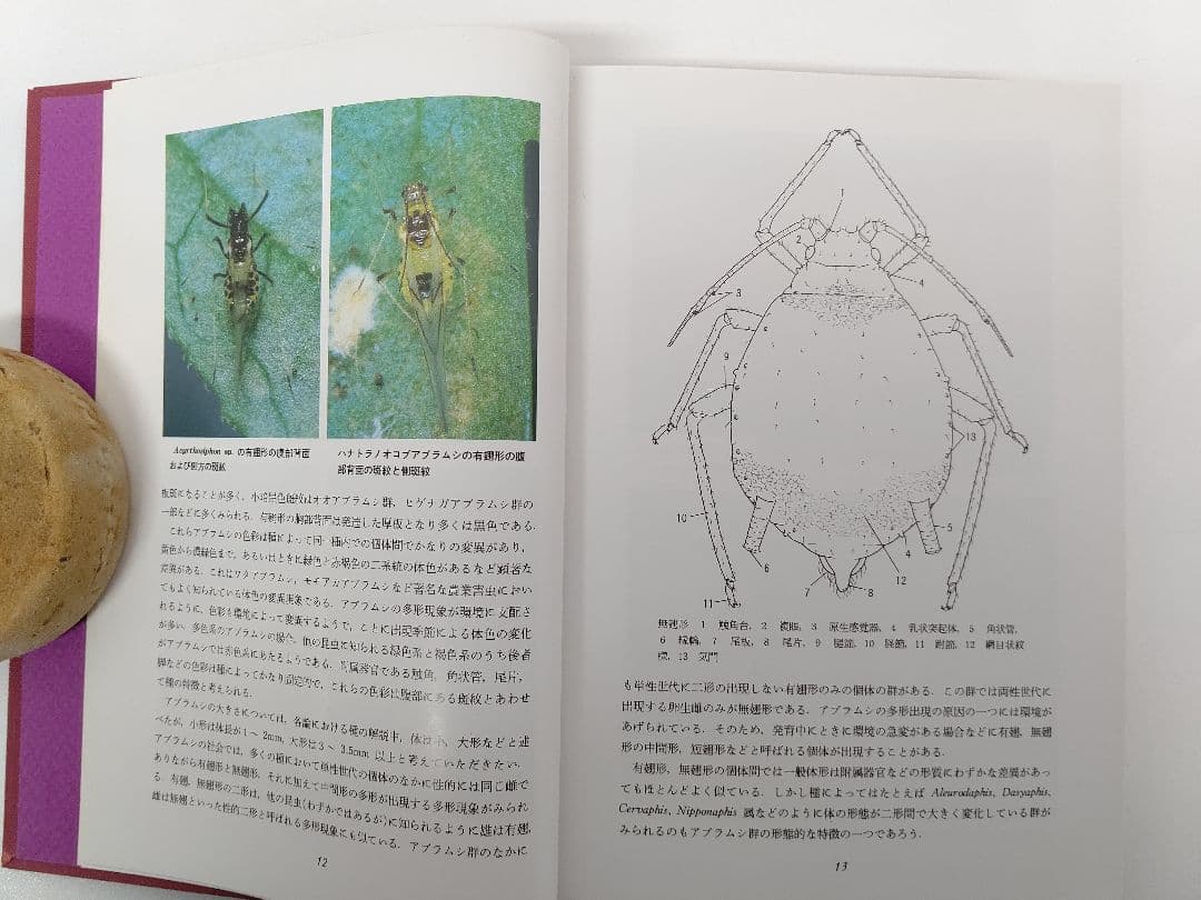 『日本原色アブラムシ図鑑』アブラムシ 希少本 稀覯本 森津孫四郎 著