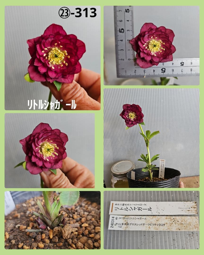 ★のぶさん様ご購入苗㉖-306㉖-313㉖-350クリスマスローズ