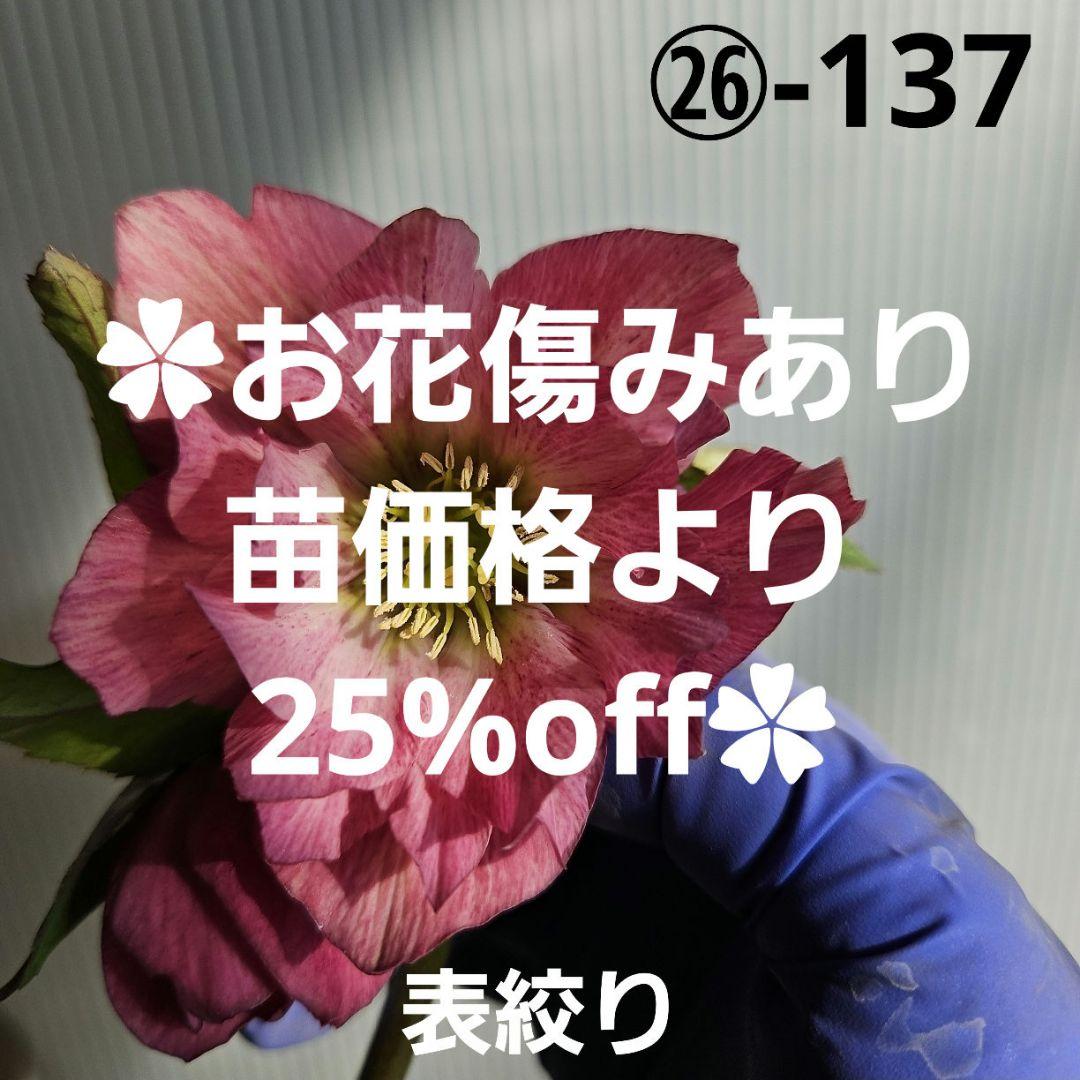 ✿㉖-137クリスマスローズ