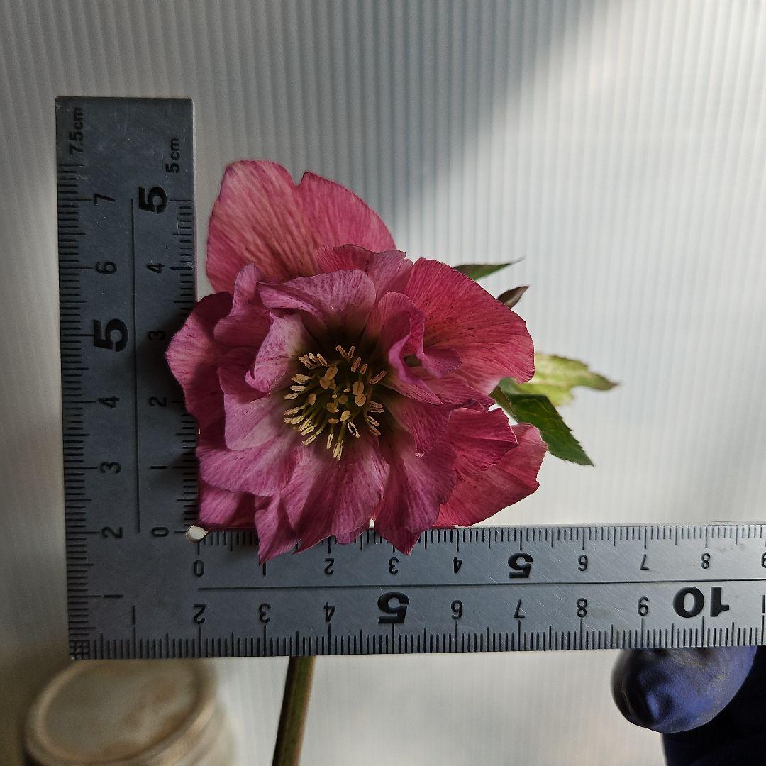 ✿㉖-137クリスマスローズ