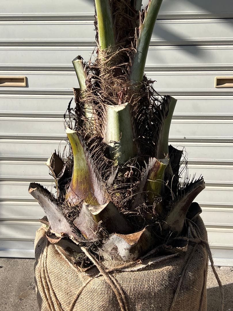 ココスヤシ　超耐寒性ヤシ　ドライガーデン　カルフォルニアスタイル　送料込み価格