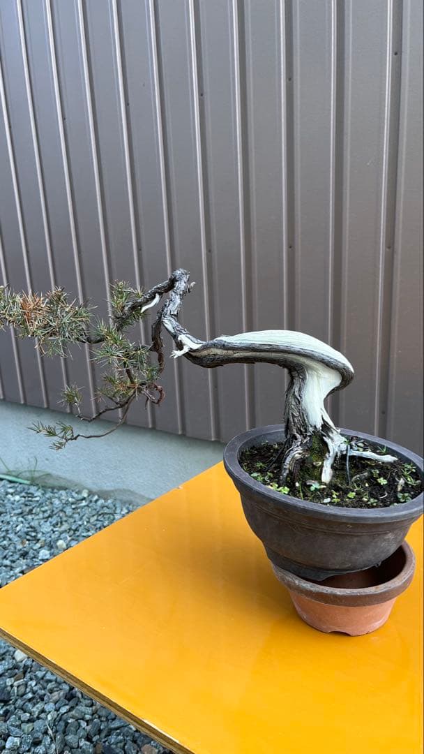 杜松　盆栽　素材