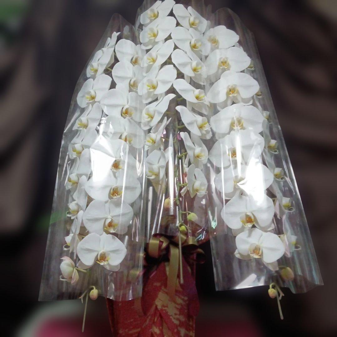 胡蝶蘭　生花　ロング