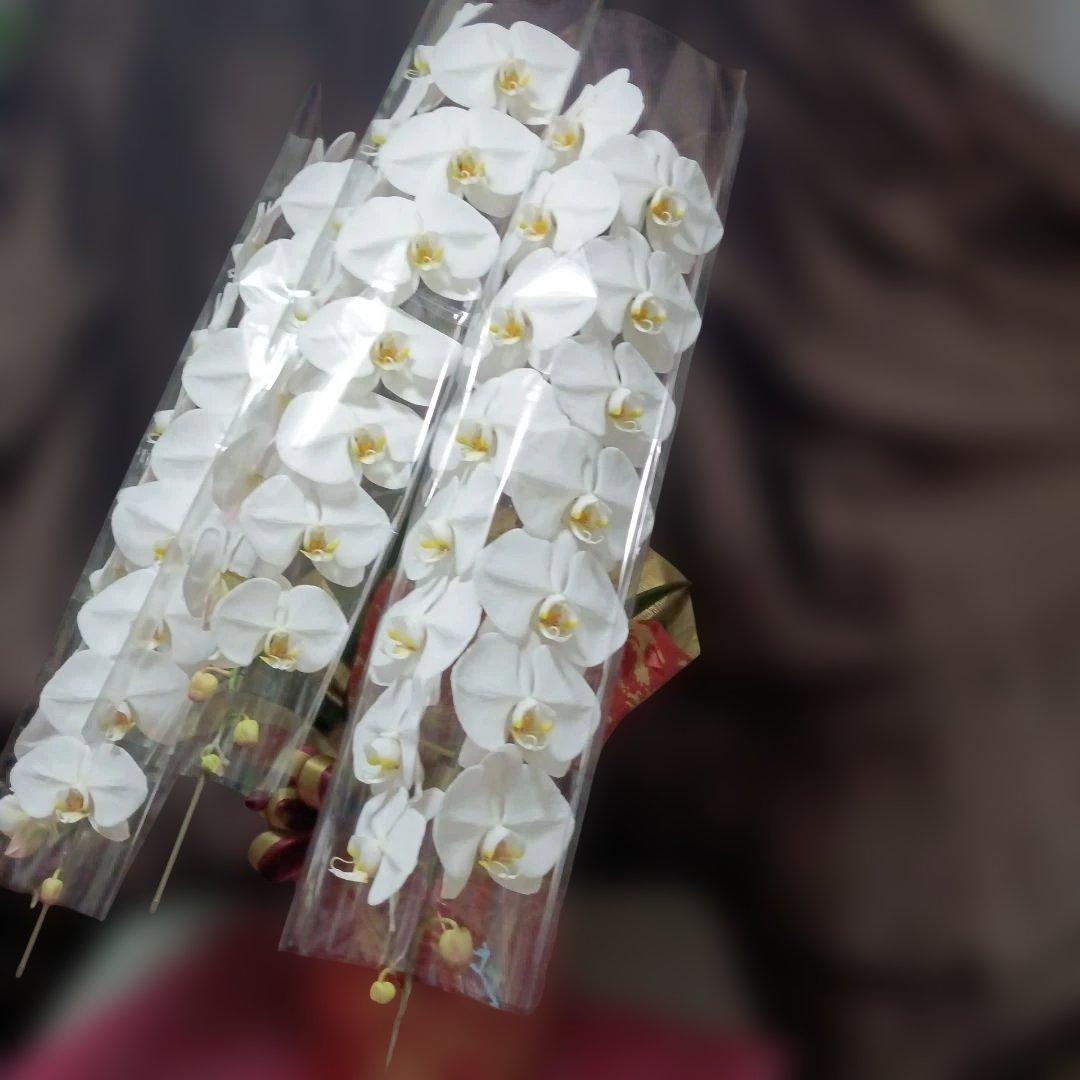 胡蝶蘭　生花　ロング