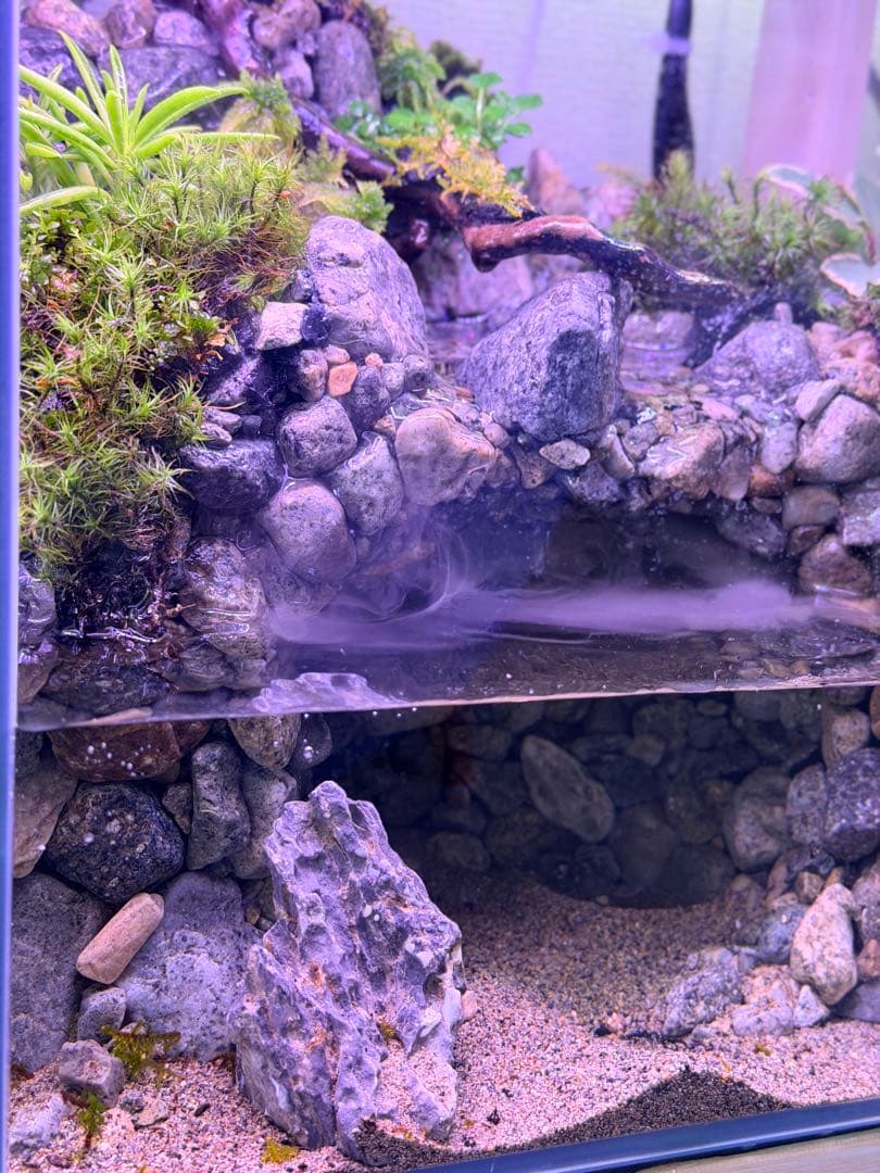 渓流アクアテラリウム 30cmキューブ