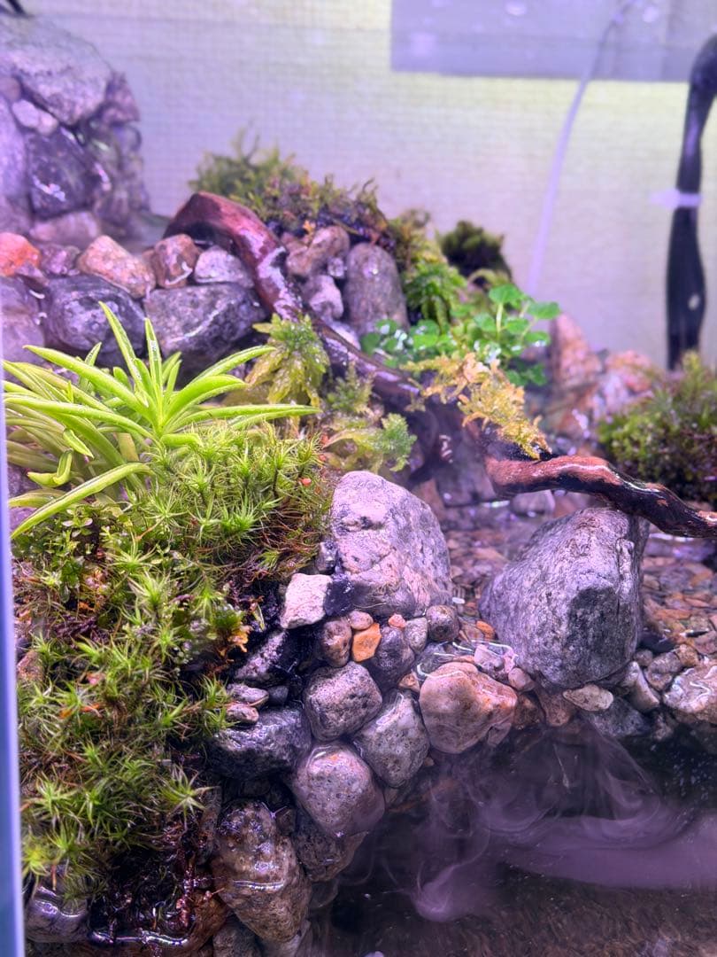 渓流アクアテラリウム 30cmキューブ