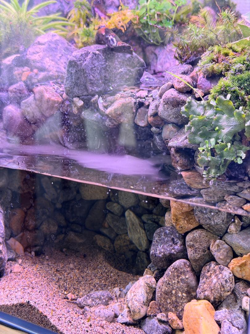 渓流アクアテラリウム 30cmキューブ