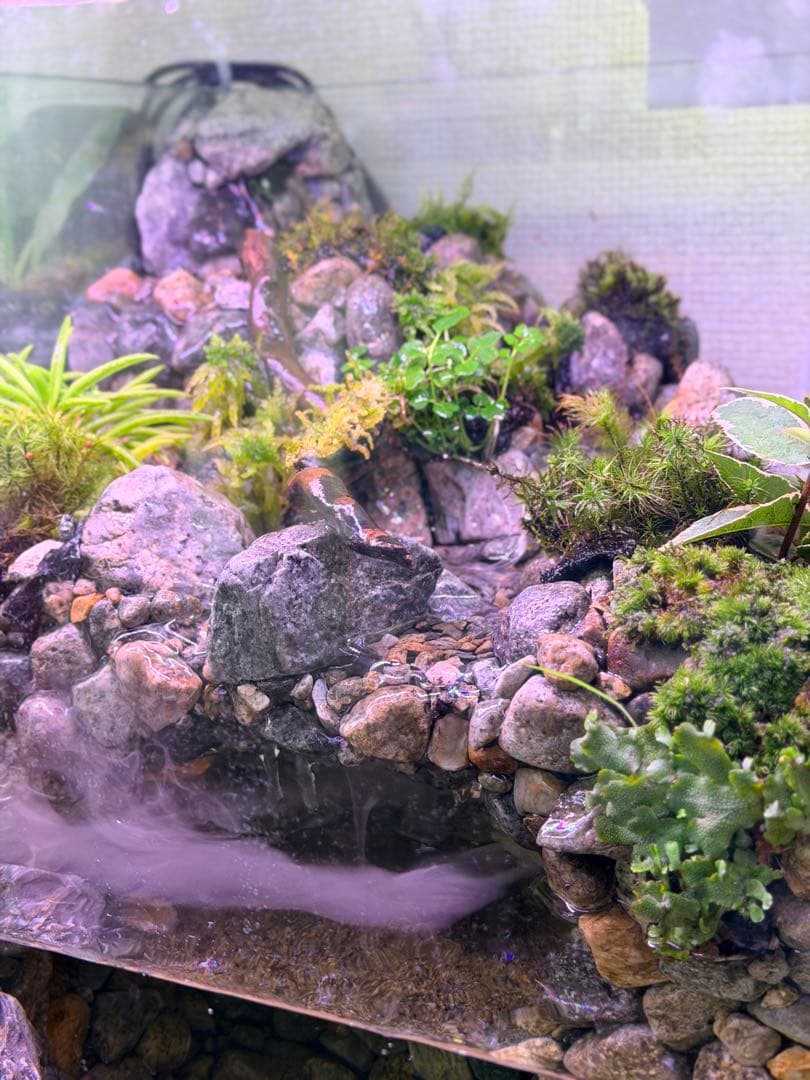 渓流アクアテラリウム 30cmキューブ